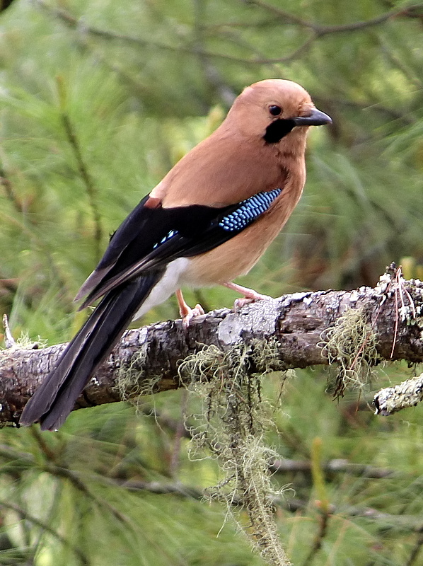 Plain-crowned Jay